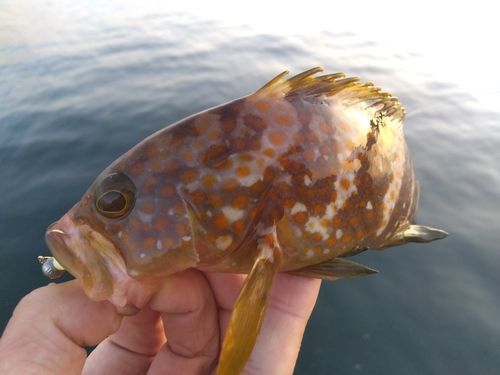 キジハタの釣果