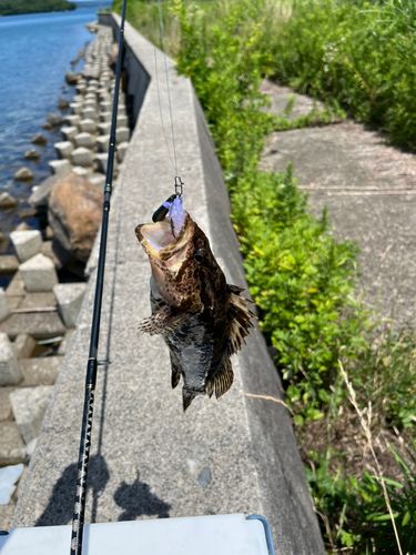 タケノコメバルの釣果