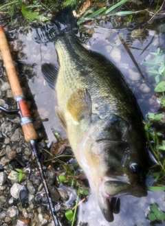 ラージマウスバスの釣果