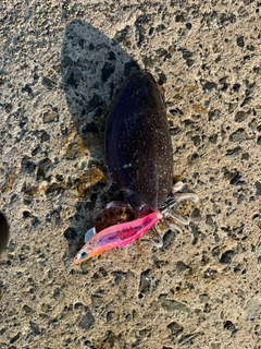 モンゴウイカの釣果
