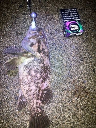 ハチガラの釣果