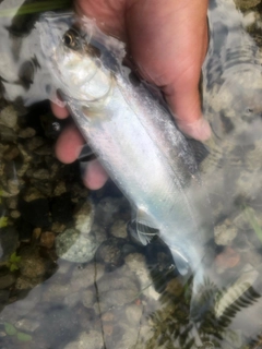 ヤマメの釣果