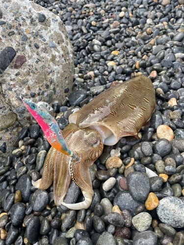 モンゴウイカの釣果