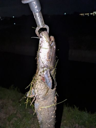 ナマズの釣果