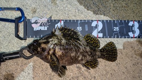 オウゴンムラソイの釣果