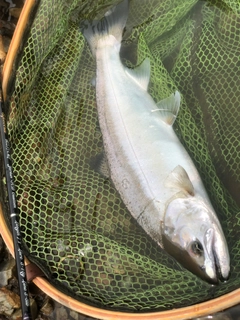 ヤマメの釣果