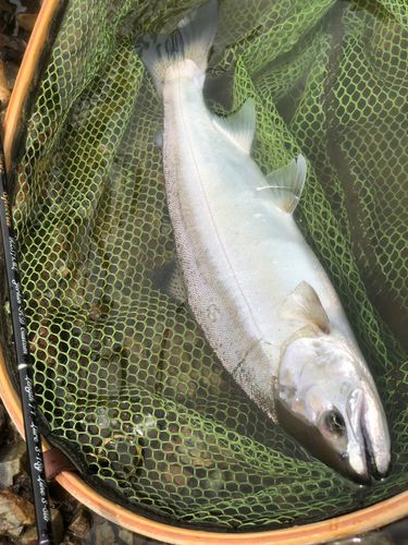 ヤマメの釣果