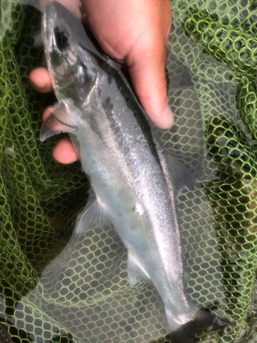 ヤマメの釣果