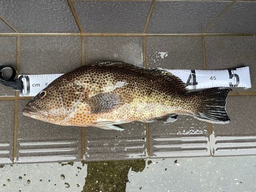 オオモンハタの釣果