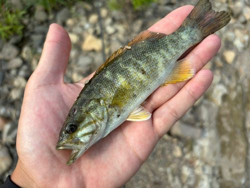 スモールマウスバスの釣果