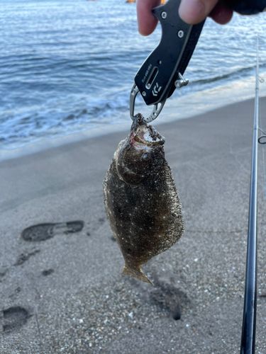 ソゲの釣果