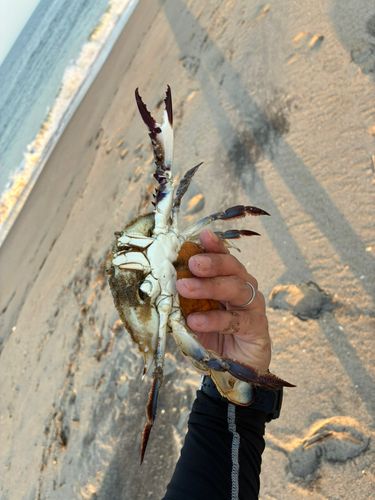 カニの釣果