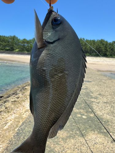 メジナの釣果