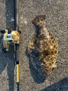 マゴチの釣果