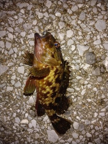 カサゴの釣果