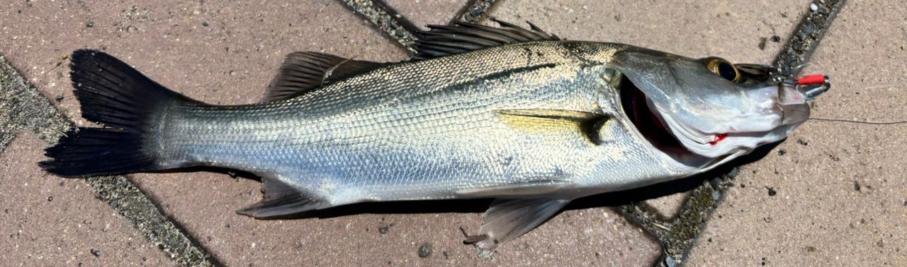 シーバスの釣果写真