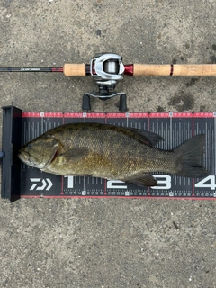 スモールマウスバスの釣果