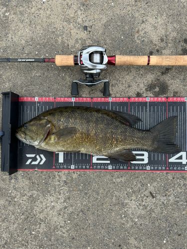 秋ヶ瀬橋で釣れたブラックバスの釣り・釣果情報 - アングラーズ | 釣果