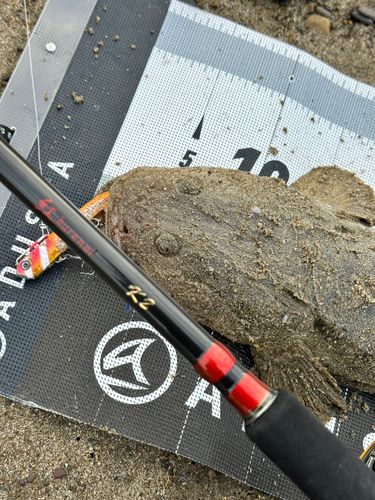 マゴチの釣果