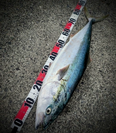 ブリの釣果