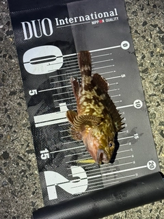 カサゴの釣果