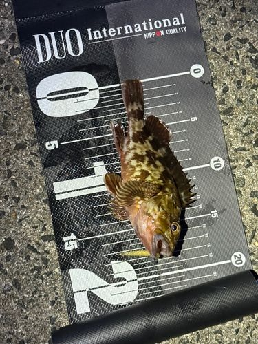 カサゴの釣果