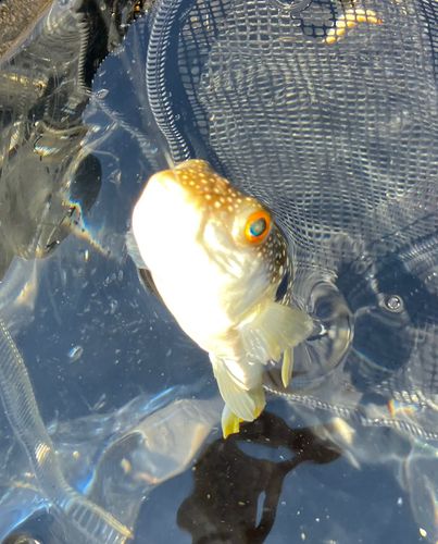 クサフグの釣果
