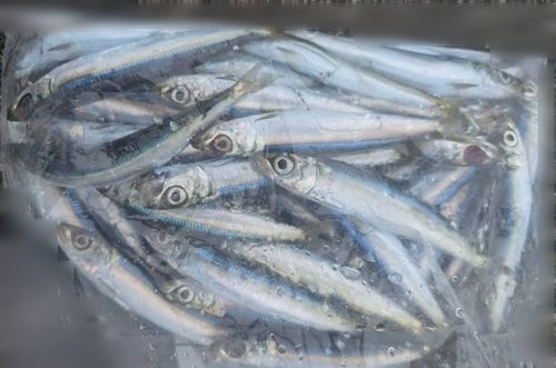 ウルメイワシの釣果