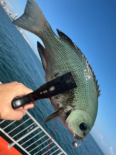 グレの釣果