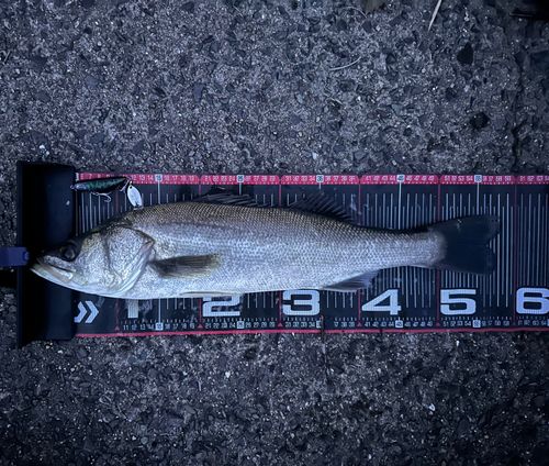 フッコ（マルスズキ）の釣果