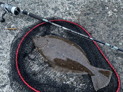 ヒラメの釣果
