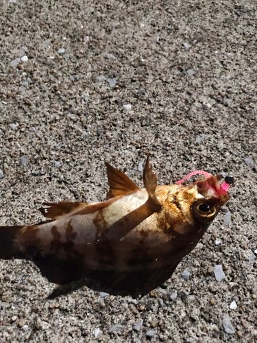 クロメバルの釣果