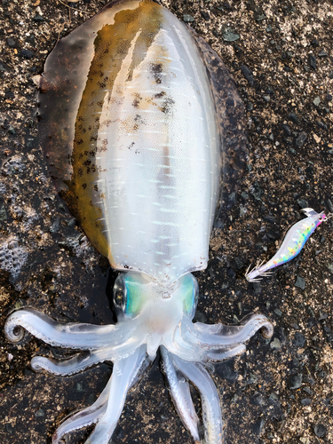 アオリイカの釣果