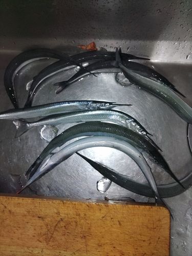 サヨリの釣果