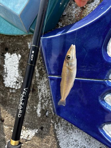 シロギスの釣果