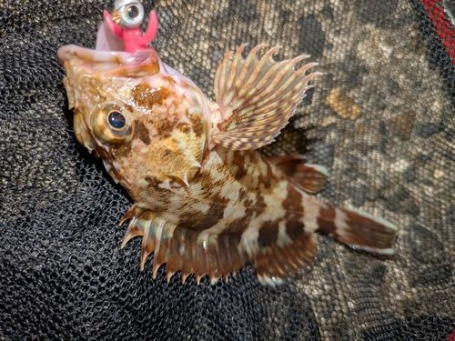 カサゴの釣果