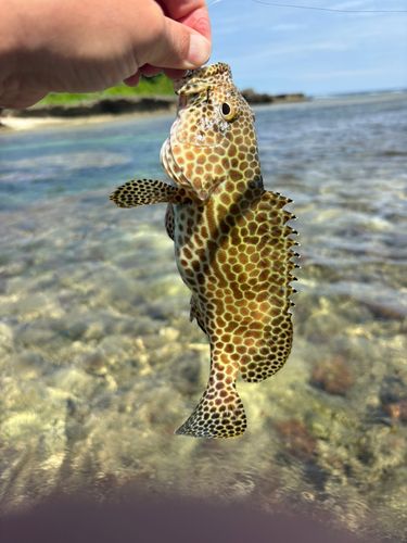 イシミーバイの釣果