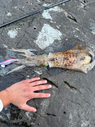 アオリイカの釣果