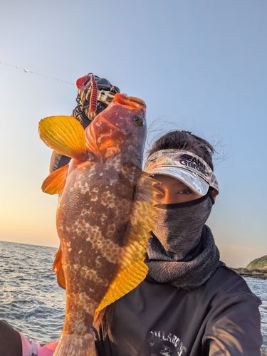 キジハタの釣果