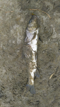 ニゴイの釣果