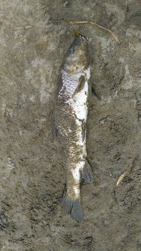ニゴイの釣果