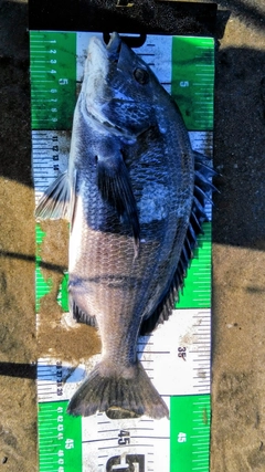 クロダイの釣果