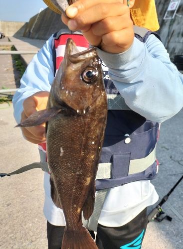 ガヤの釣果