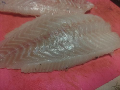 キジハタの釣果