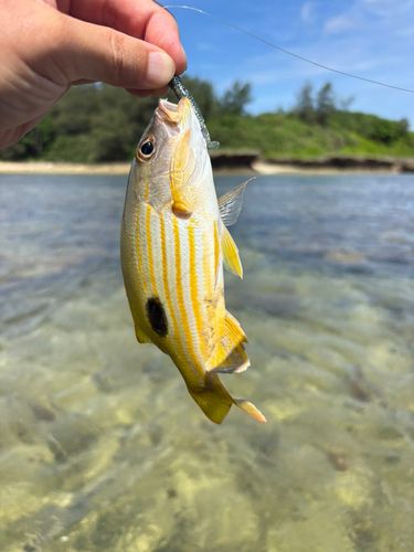 ヤマトビーの釣果