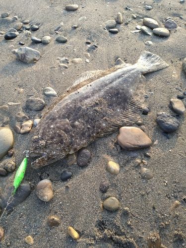 ソゲの釣果