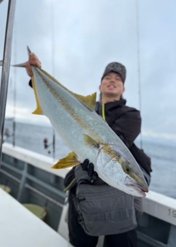 ヒラマサの釣果