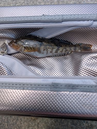 アイナメの釣果