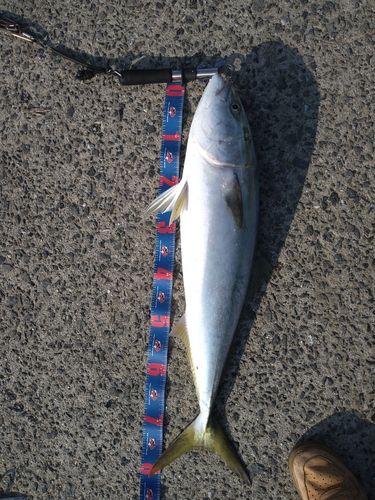 ブリの釣果