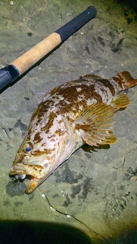 タケノコメバルの釣果